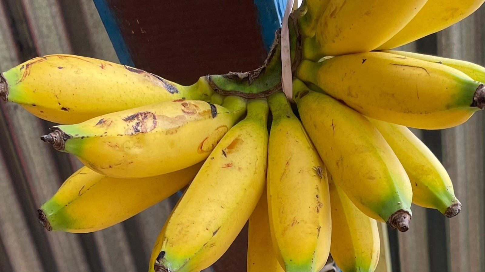 buy banana in wae lolos