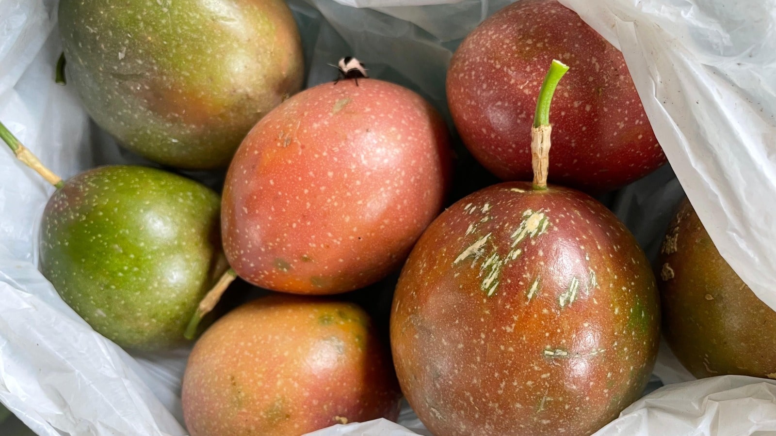 buy passion fruit at wae lolos