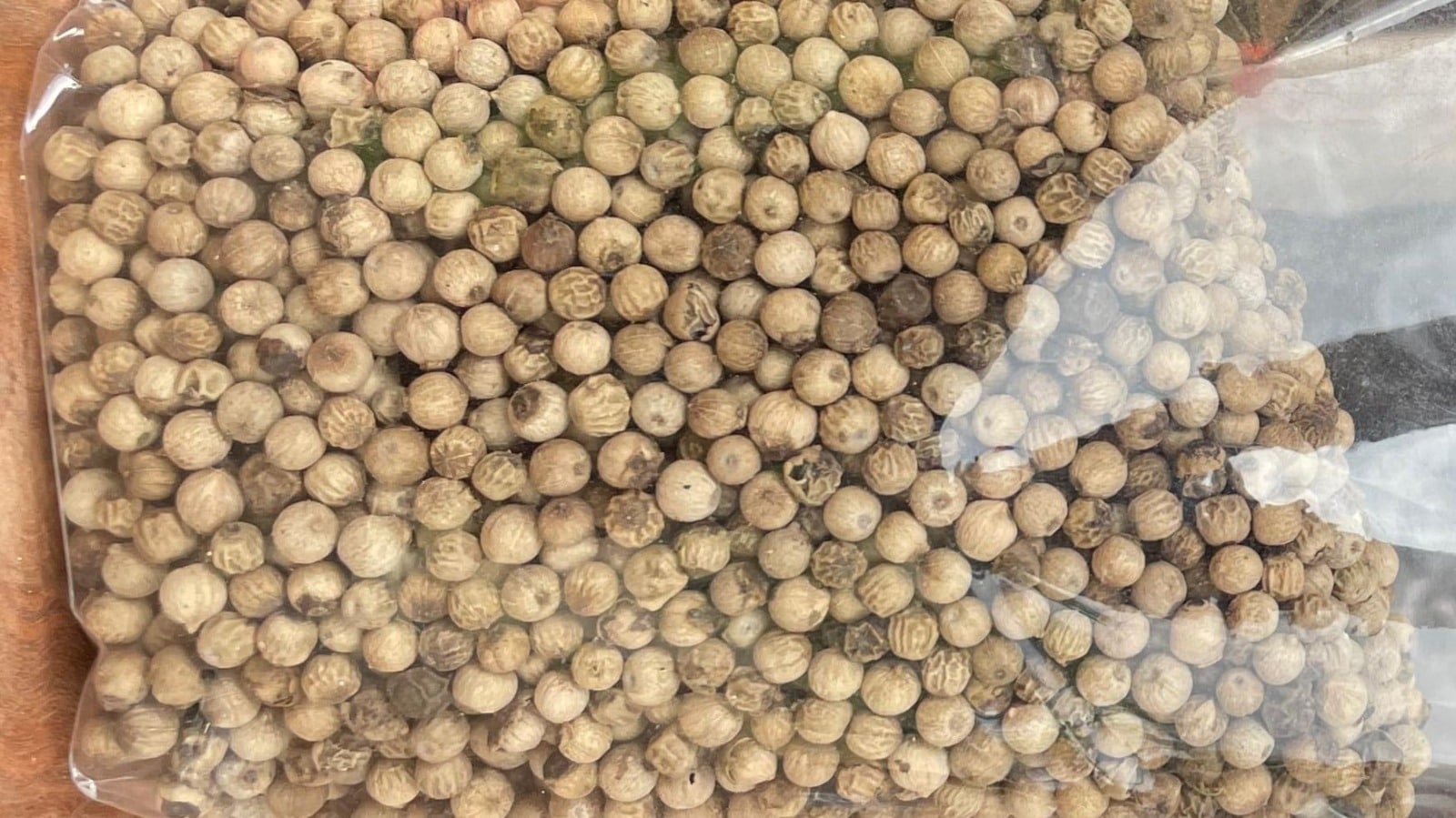 buy pepper wae lolos -min