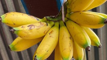 buy banana in wae lolos